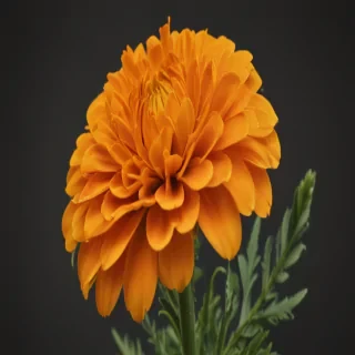 marigold png
