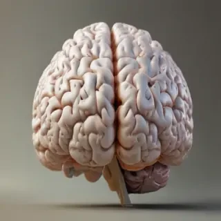 brain transparent background