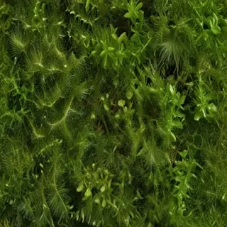 moss png
