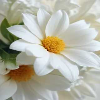iphone white flower wallpaper