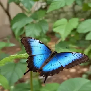 blue morpho butterfly