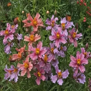 wildflower png