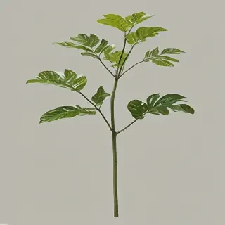 plant transparent