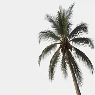 palm tree transparent background