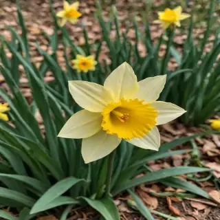 daffodil flower
