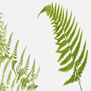 transparent fern png