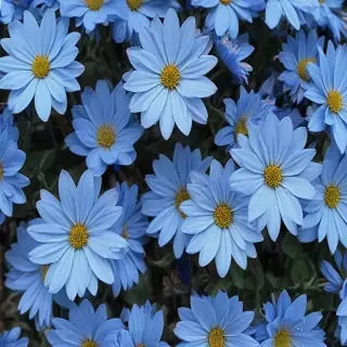 blue flowers aesthetic