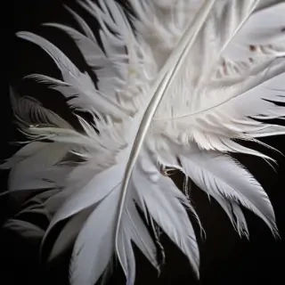 feather background