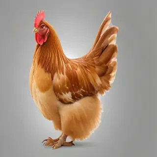 chicken transparent background
