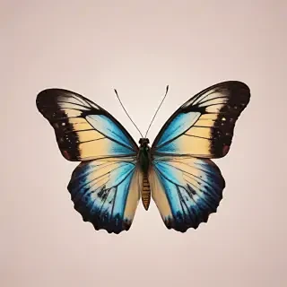 butterfly with no background