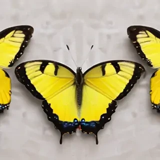 yellow butterfly