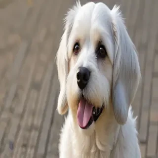 schnocker  dog breed