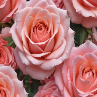 rose rose wallpaper