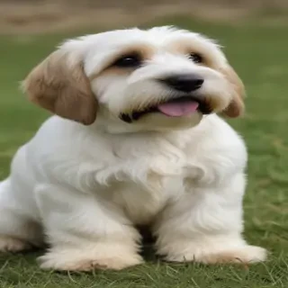 petit basset griffon vendeen
