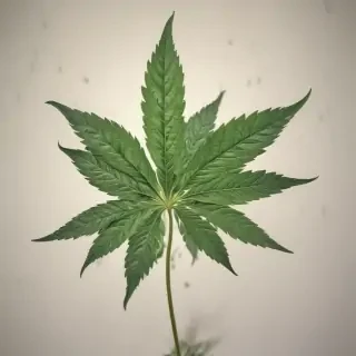 marijuana leaf