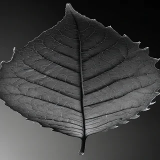 leaf in black and white