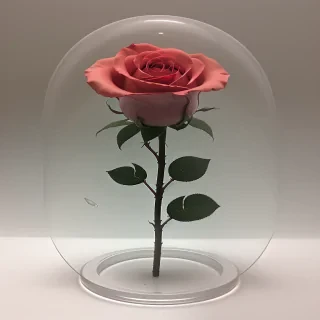rose transparent