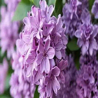 lilac iphone wallpaper