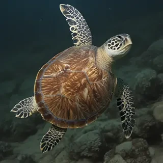 sea turtle png