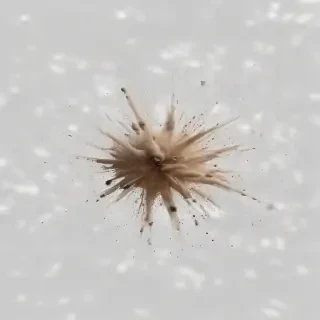 dust particles png