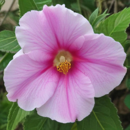 rare beauty honesty