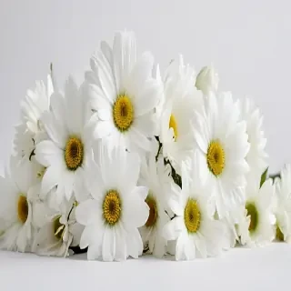 white flowers on white background