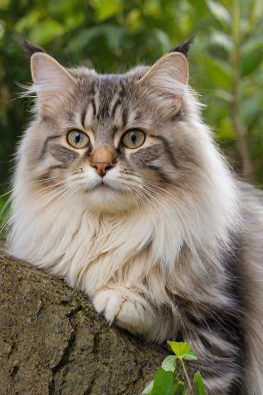 siberian cat breed
