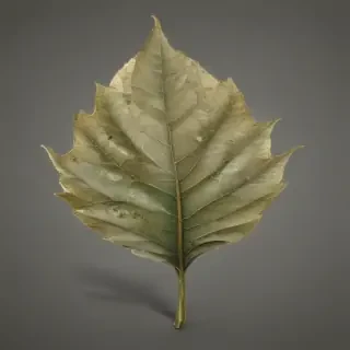 leaf png transparent