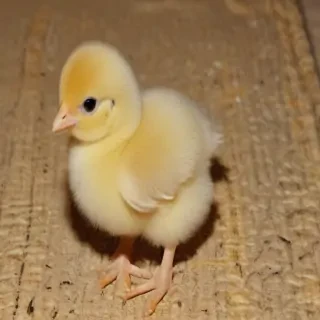 baby chicken