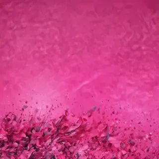 hot pink background