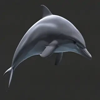 dolphin png