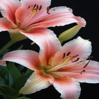 lily background