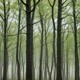 trees transparent
