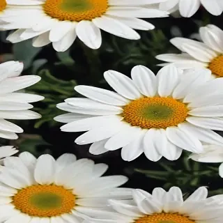 iphone daisy wallpaper