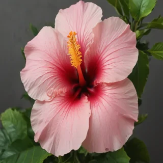 hibiscus flower png