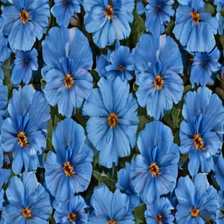 background blue flower