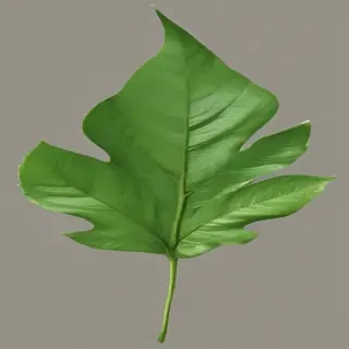green leaf png