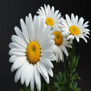 daisy wallpaper for desktop
