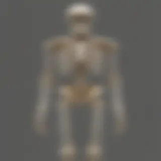 skeleton transparent