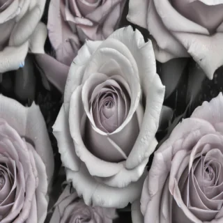 rose with black and white background