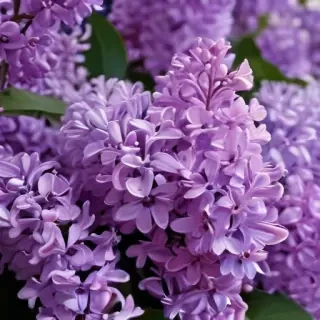 lilac wallpaper iphone