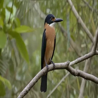 florida birds