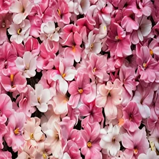 flowers iphone wallpaper