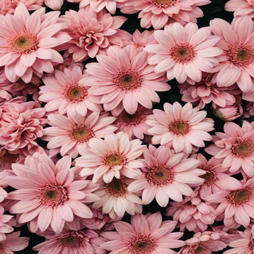 flower aesthetic backgrounds
