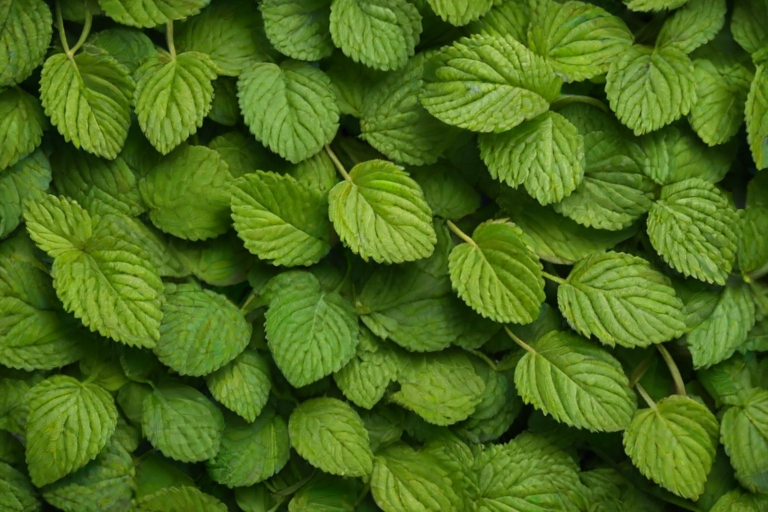 Create a high-resolution, detailed image of green raspberry leaves with a natural texture and vibrant colors.