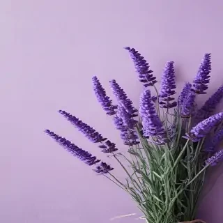 aesthetic lavender wallpaper