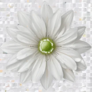 white flower png