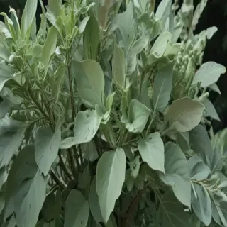 sage green aesthetic