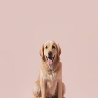 dog aesthetic wallpapers
