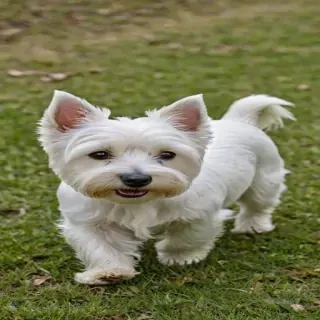 west highland white terrier